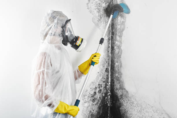 Mold Removal for HVAC Installations in Beech Grove, IN