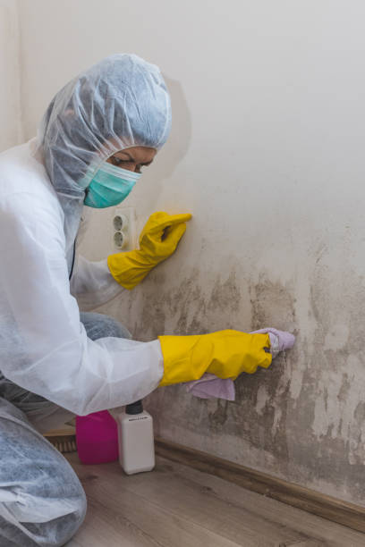 Best Real Estate Mold Inspection  in Beech Grove, IN